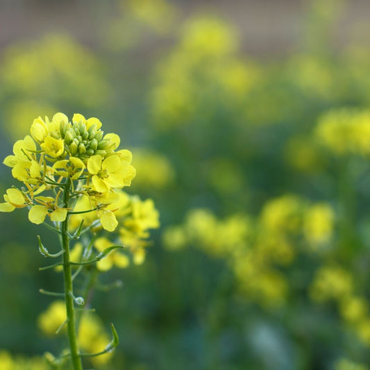 Green Manure - Spring Mix Seeds