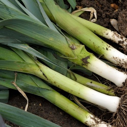 Leek - Musselburgh Seeds