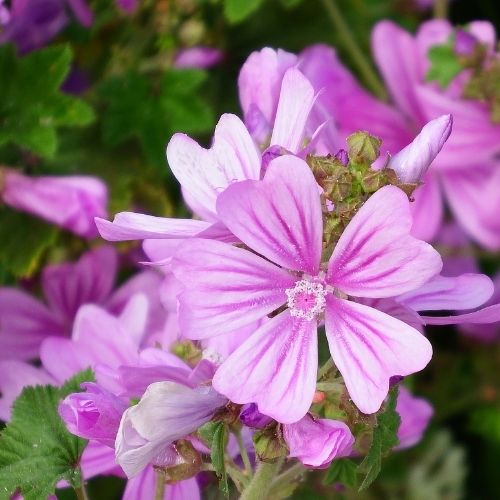 Flower Garden Seeds Grow Your own Marigold Pot English, Cornflower, Nigella Persian Mixed, Red Field Poppy, Mallow Common, Cosmos Sensation Mixed