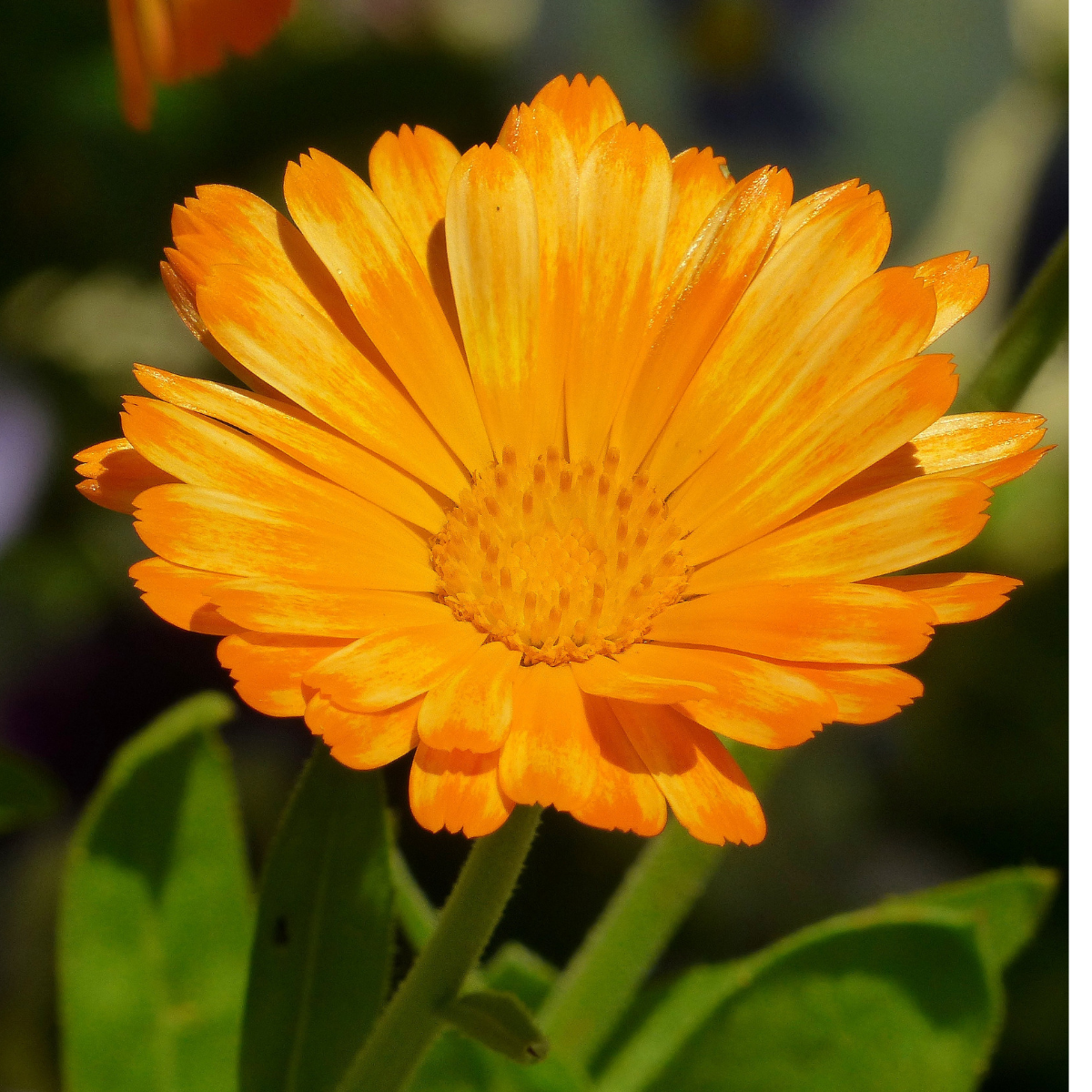 Flower Garden Seeds Grow Your own Marigold Pot English, Cornflower, Nigella Persian Mixed, Red Field Poppy, Mallow Common, Cosmos Sensation Mixed