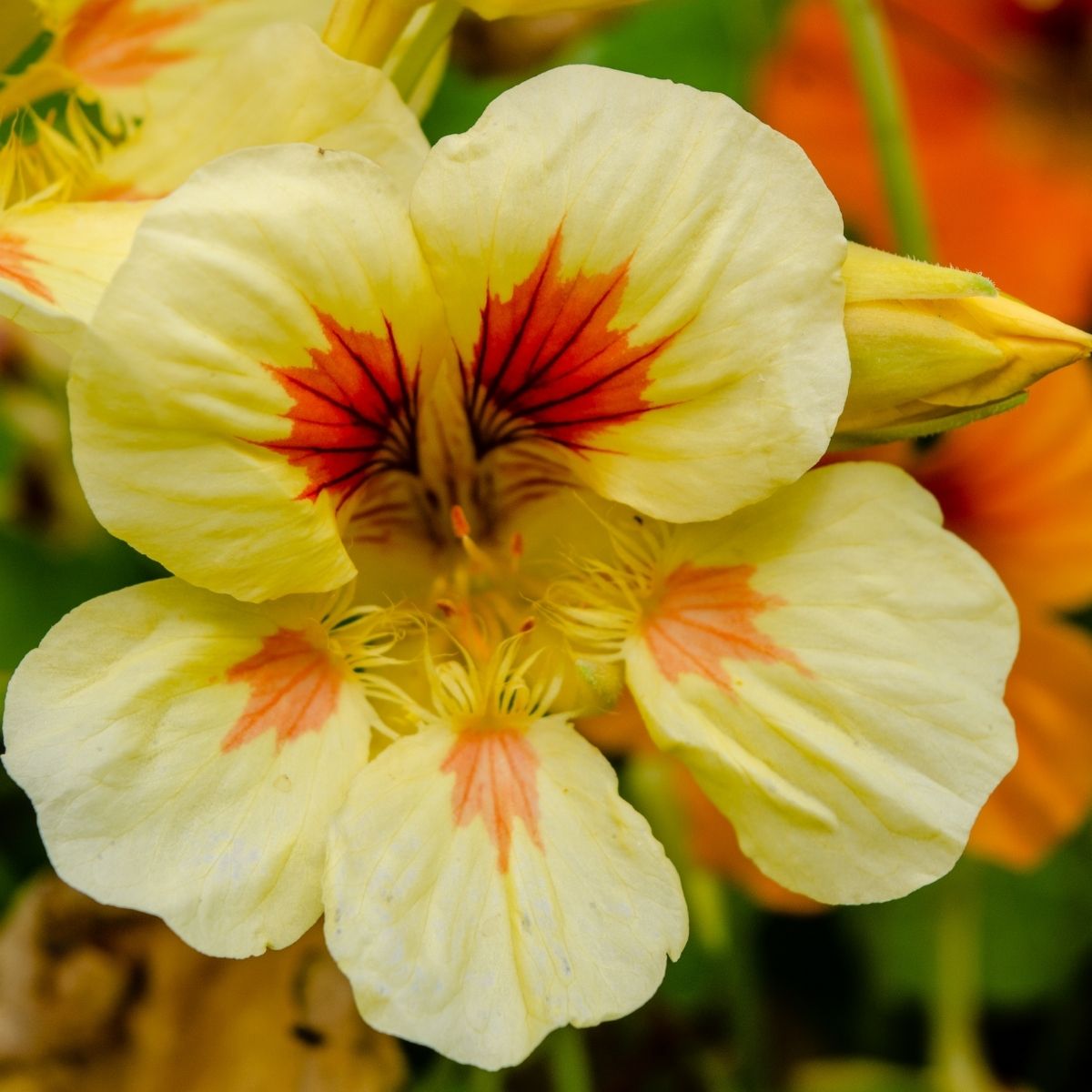 Nasturtium - Peach Melba Seeds