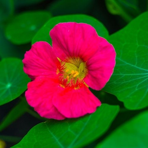 Nasturtium - Cherry Rose - Tropaeolum Nanum 10 Seeds