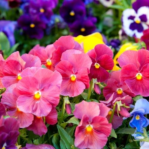 Pansy - Clear Crystal Mixed Seeds