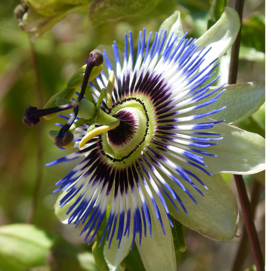 Passionflower Passionfruit - Passiflora Edulis Seeds