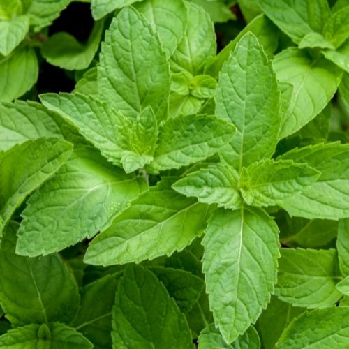 Mint - Mentha Piperita - Peppermint Seeds