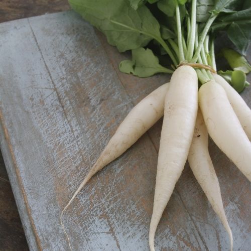 Radish - White Icicle Seeds