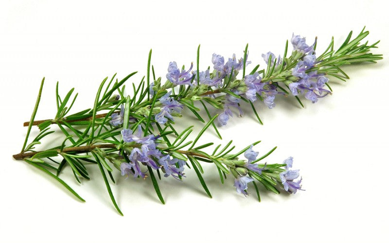 Rosemary - Rosmarinus Officinalis Seeds