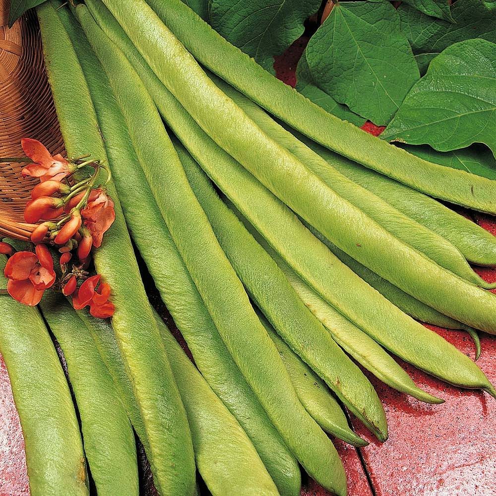 Runner Bean - Scarlet Emperor Seeds