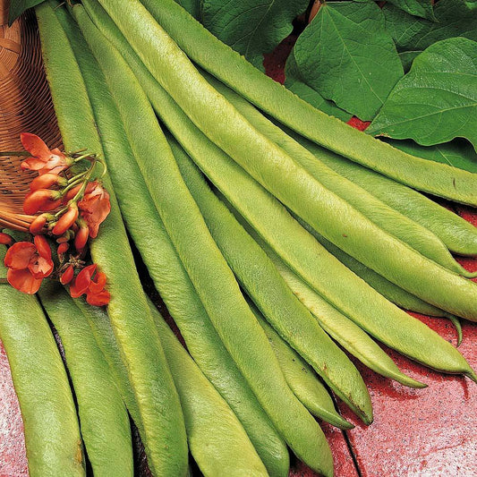 Runner Bean - Scarlet Emperor Seeds