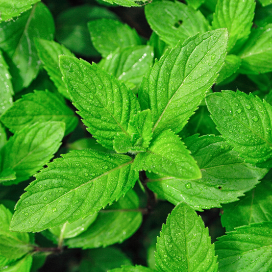 Mint - Mentha Spicata - Garden Spearmint Seeds