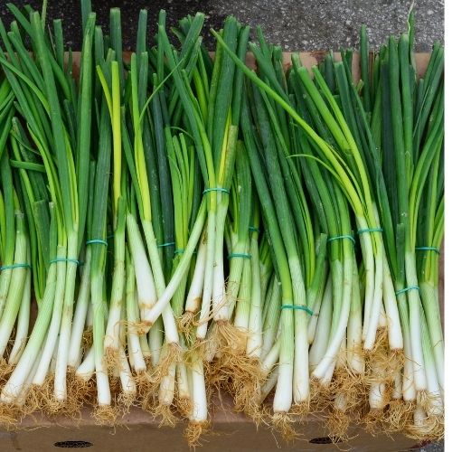 Spring Onion - White Lisbon Seeds – Croft Seeds