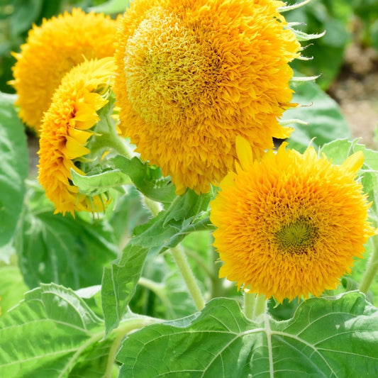 Sunflower - Teddy Bear Seeds