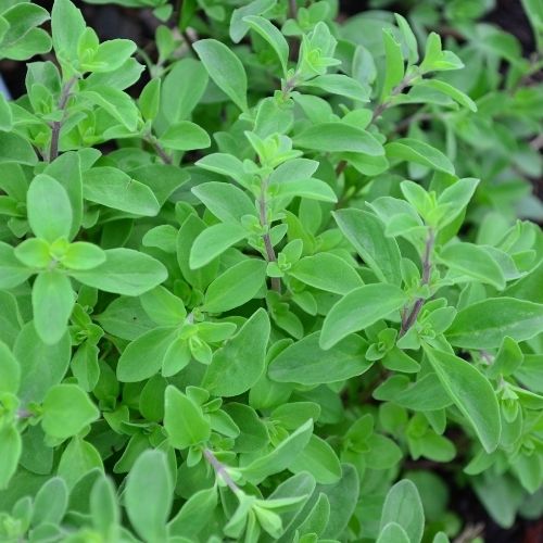 Sweet Marjoram - Origanum Majorana Seeds