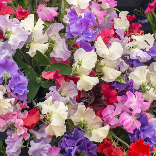 Sweet Pea - Royal Family Mixed Seeds - Blooms All Summer Long