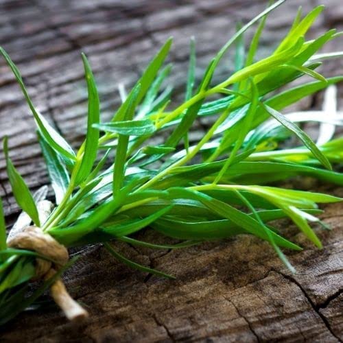 Tarragon - Russian Artemesia Dracunculoides Seeds