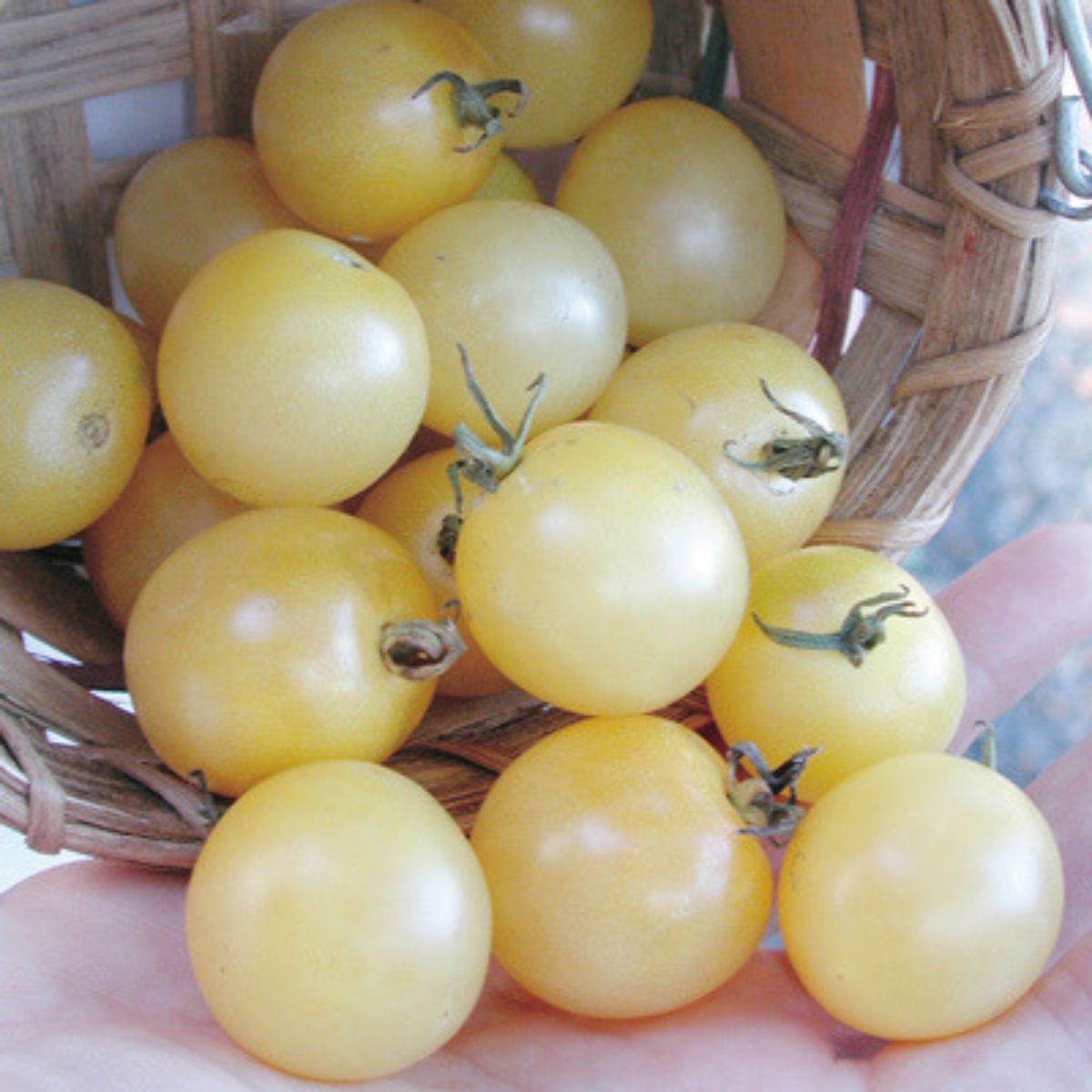 Tomato - White Cherry Seeds