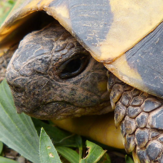 2 Packs - Tortoise Food Mix - Grow Your Own Tortoise Mix Seeds