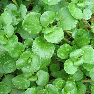 Watercress Seeds - Nasturtium