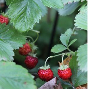 Strawberry Wild Garden Seeds